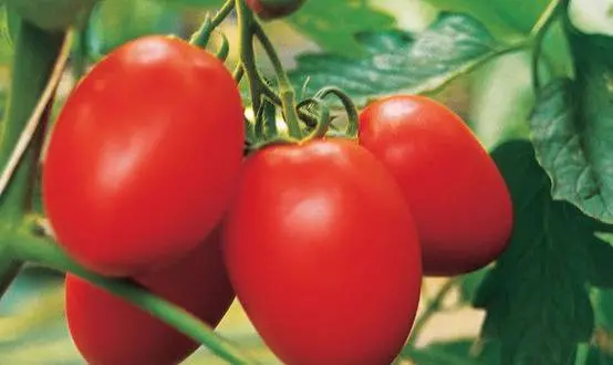 Varieties of plum tomatoes