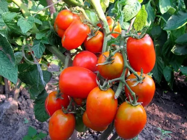 Varieties of plum tomatoes