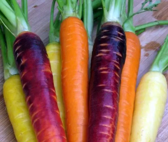 Varieties of purple carrots