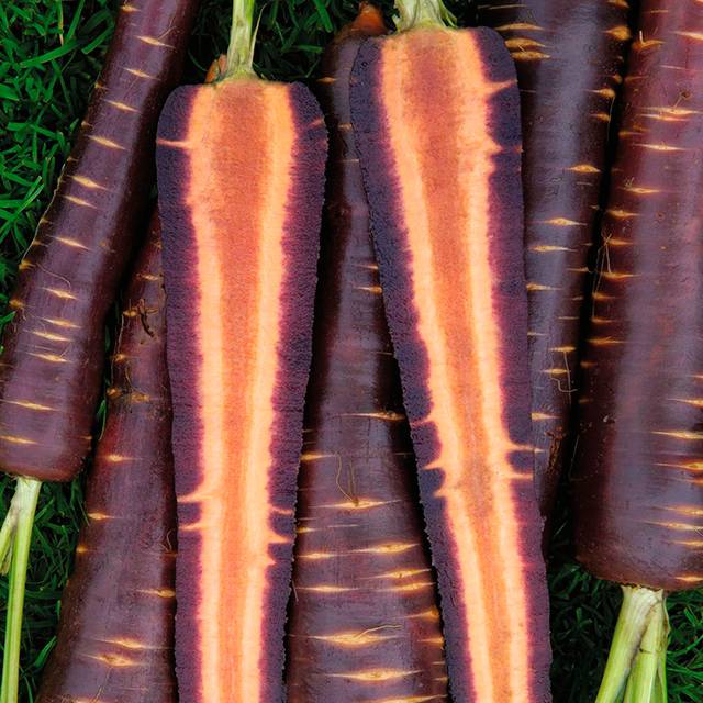 Varieties of purple carrots