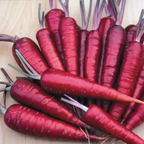 Varieties of purple carrots