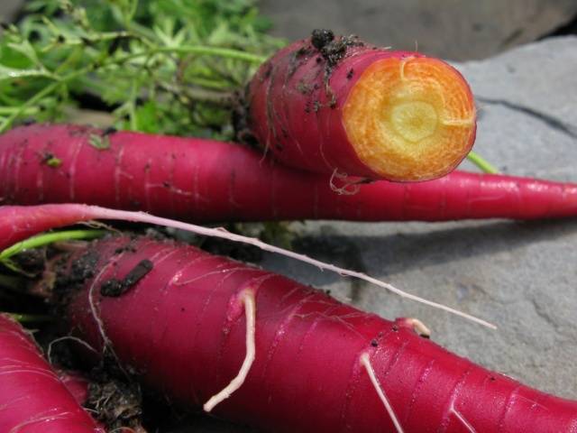 Varieties of purple carrots