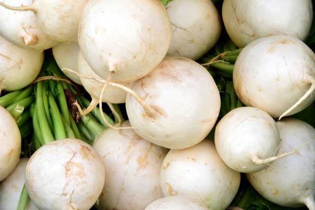 Varieties of radish