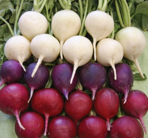 Varieties of radish