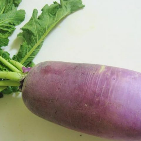 Varieties of radish