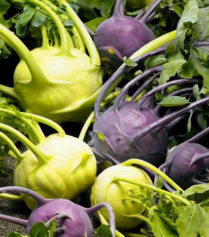 Varieties of radish