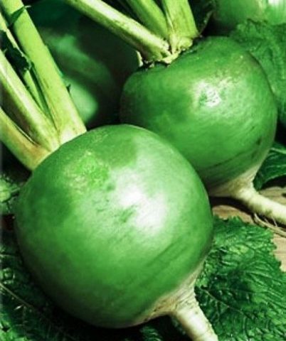 Varieties of radish