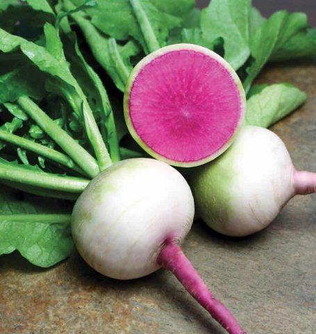 Varieties of radish