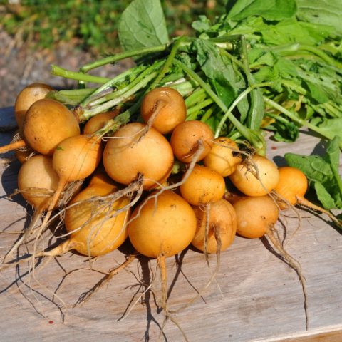 Varieties of radish