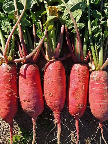 Varieties of radish