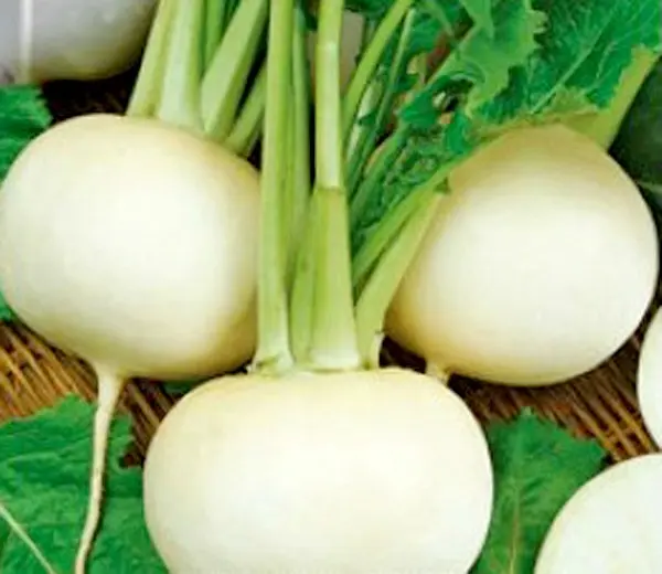 Varieties of radish: description, characteristics, features