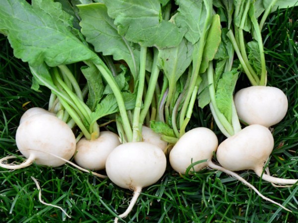 Varieties of radish: description, characteristics, features