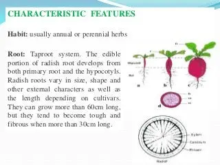 Varieties of radish: description, characteristics, features