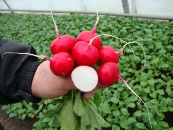 Varieties of radish for greenhouses: an overview of the most popular