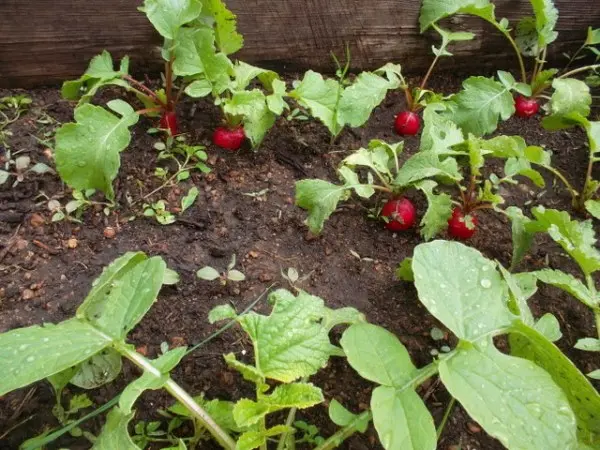 Varieties of radish for greenhouses: an overview of the most popular