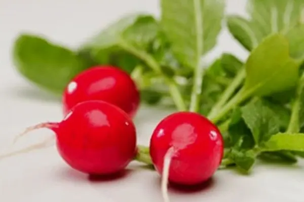 Varieties of radish for greenhouses: an overview of the most popular