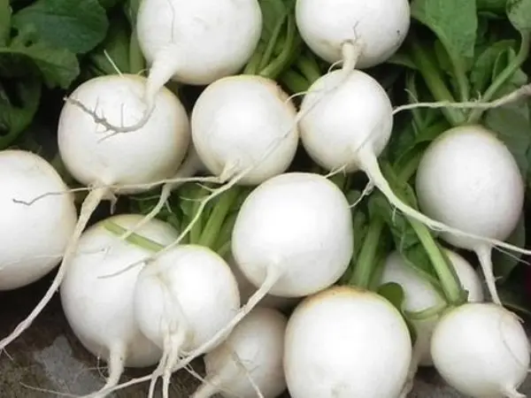 Varieties of radish for greenhouses: an overview of the most popular