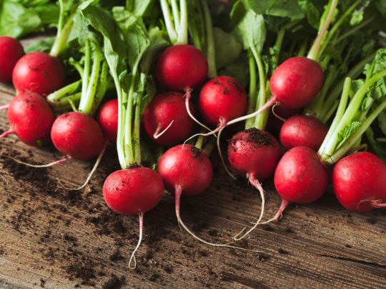 Varieties of radish for greenhouses: an overview of the most popular