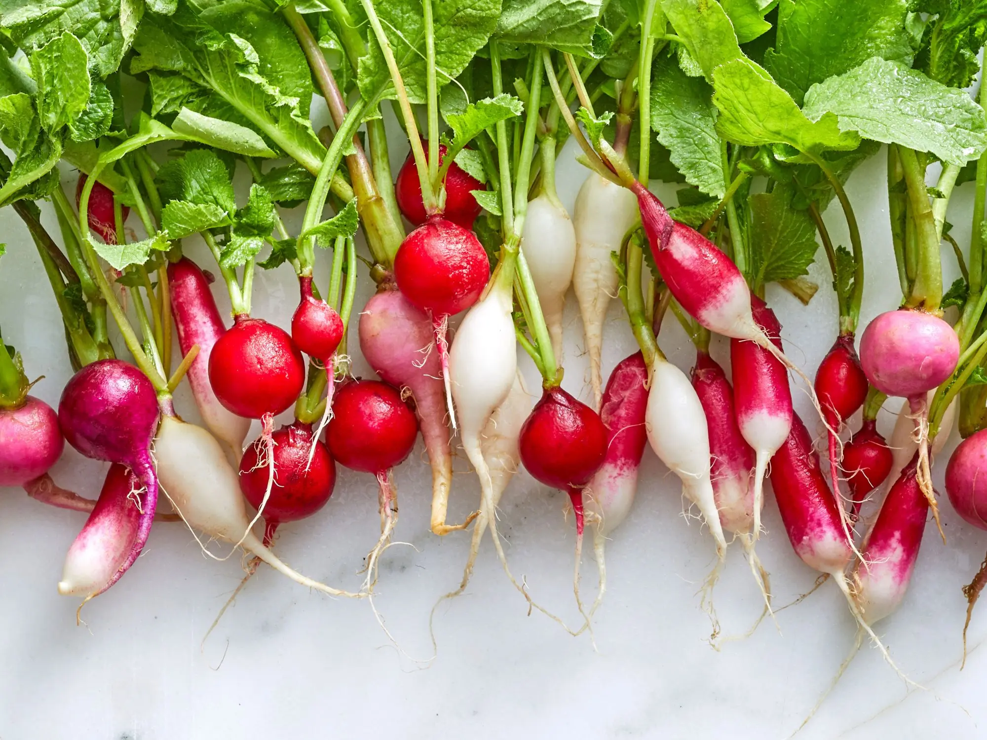 Varieties of radish