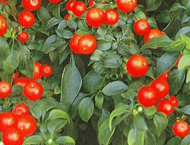 Varieties of red chilli pepper