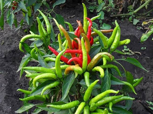 Varieties of red chilli pepper