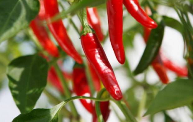 Varieties of red chilli pepper