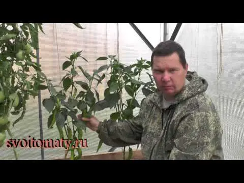 Varieties of red chilli pepper