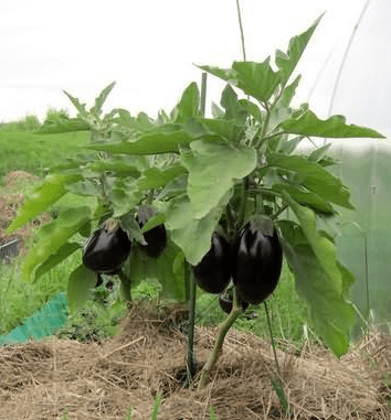 Varieties of red eggplant