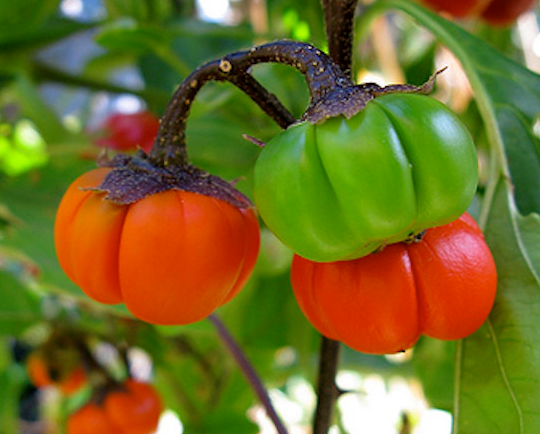 Varieties of red eggplant