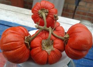 Varieties of red eggplant