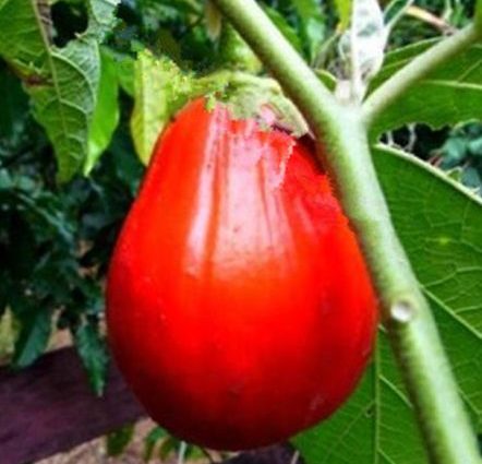 Varieties of red eggplant