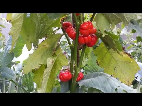 Varieties of red eggplant