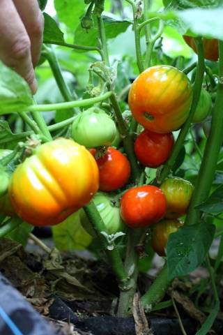 Varieties of red eggplant