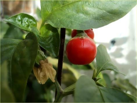 Varieties of red eggplant