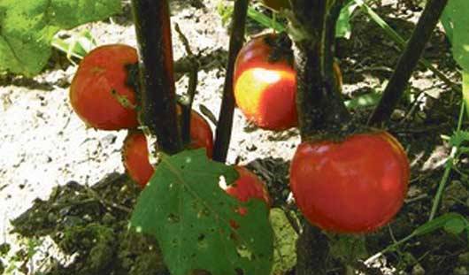 Varieties of red eggplant