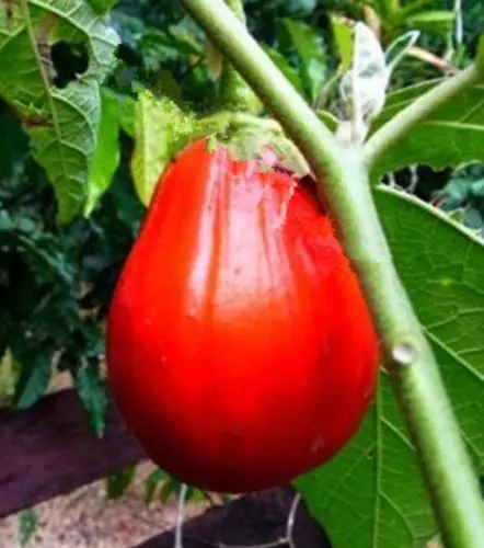 Varieties of red eggplant