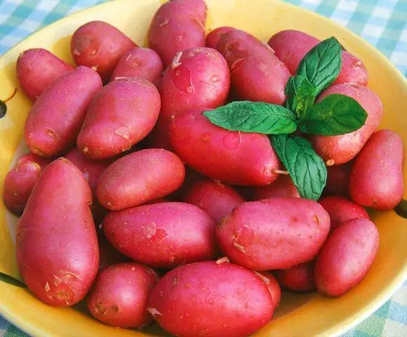 Varieties of red (or pink) potatoes with photos and descriptions