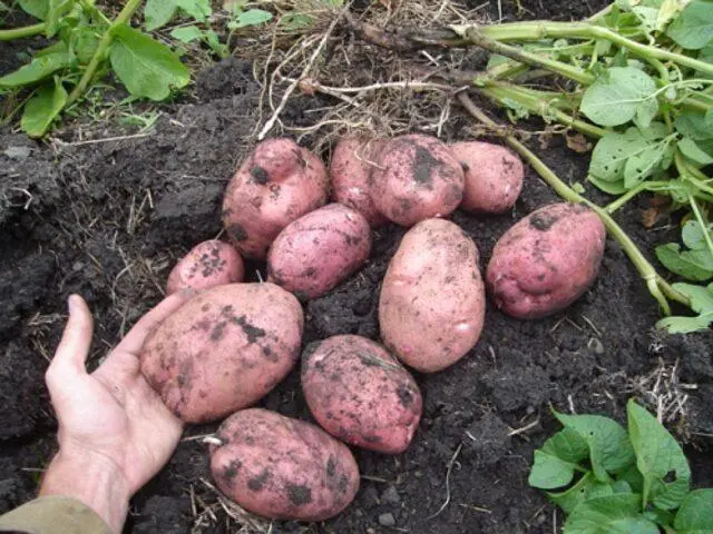 Varieties of red (or pink) potatoes with photos and descriptions