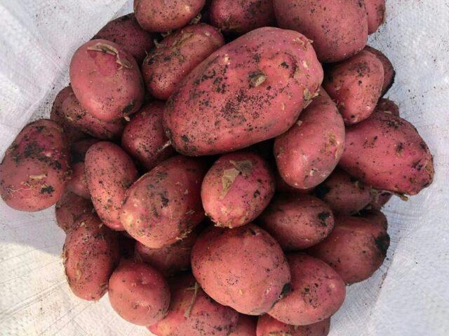 Varieties of red (or pink) potatoes with photos and descriptions