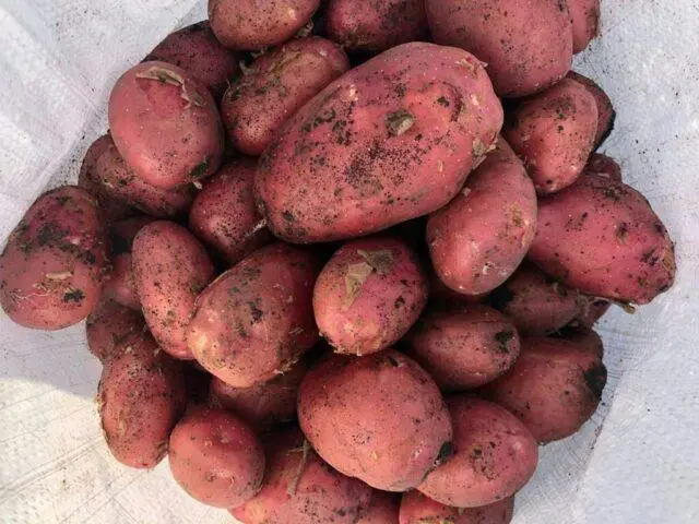 Varieties of red (or pink) potatoes with photos and descriptions