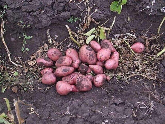 Varieties of red (or pink) potatoes with photos and descriptions