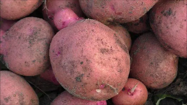 Varieties of red (or pink) potatoes with photos and descriptions