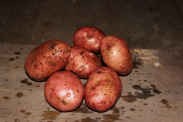 Varieties of red (or pink) potatoes with photos and descriptions