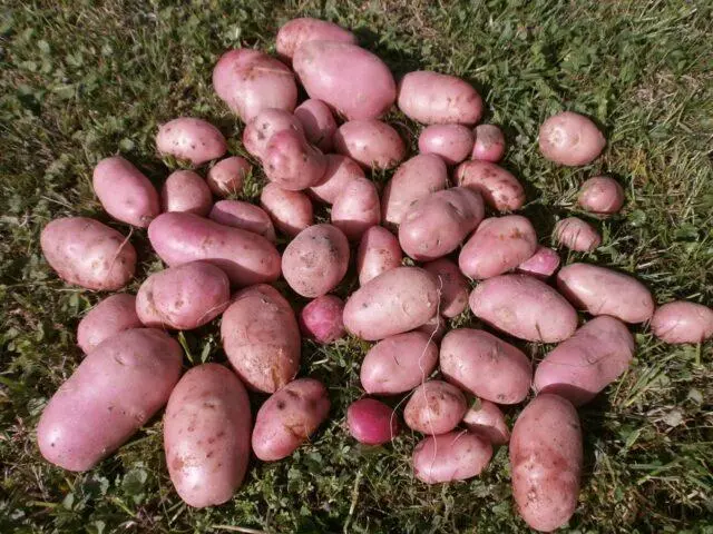 Varieties of red (or pink) potatoes with photos and descriptions