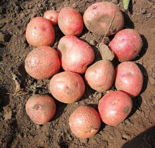 Varieties of red (or pink) potatoes with photos and descriptions