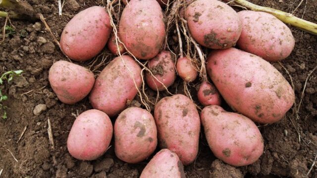 Varieties of red (or pink) potatoes with photos and descriptions