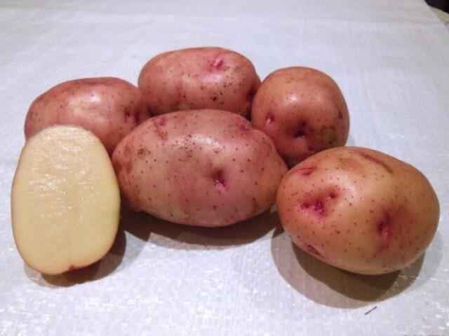 Varieties of red (or pink) potatoes with photos and descriptions