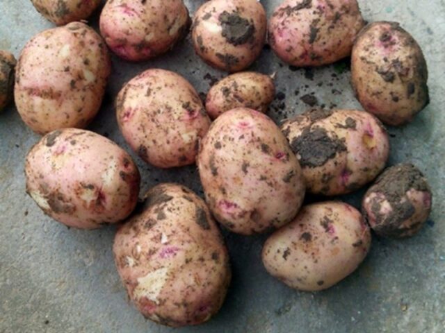 Varieties of red (or pink) potatoes with photos and descriptions