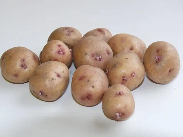 Varieties of red (or pink) potatoes with photos and descriptions