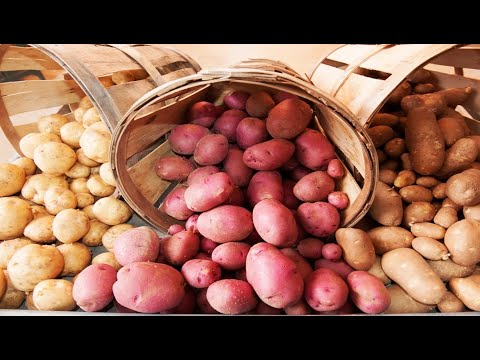 Varieties of red (or pink) potatoes with photos and descriptions